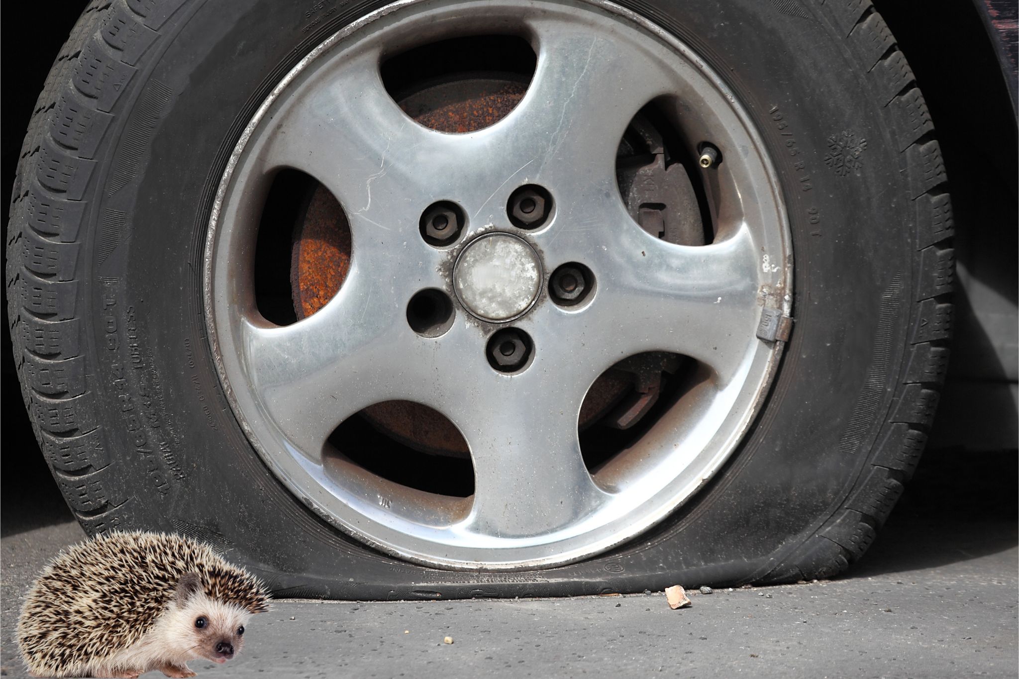 Can a Hedgehog Burst a Car Tire