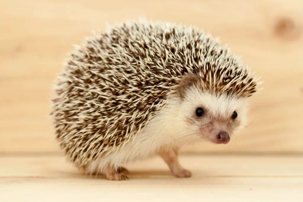 How Sharp are Hedgehog Quills